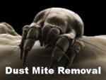 dust mite removal